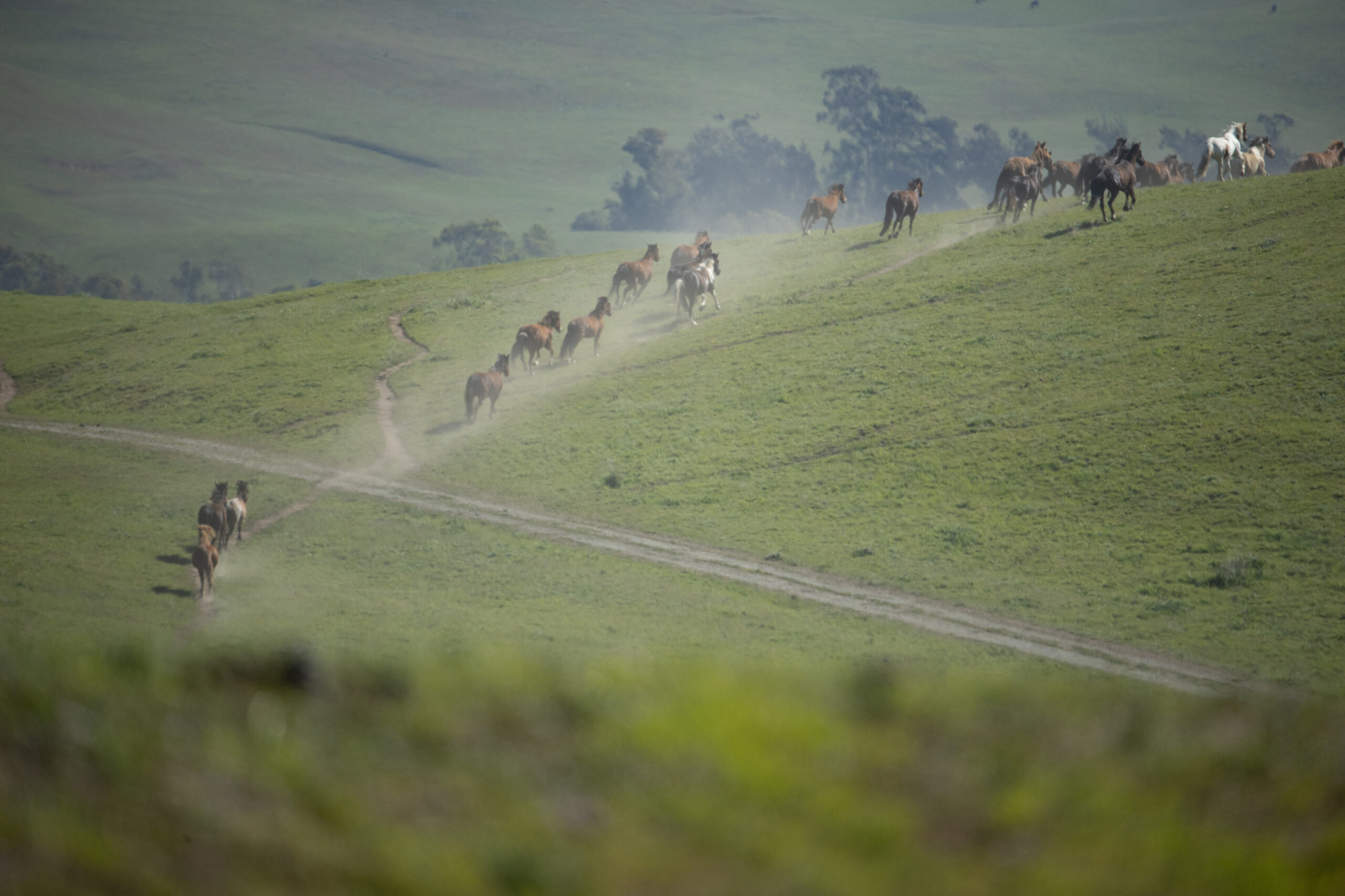 Black Jack and NASCAR's families running down the hill