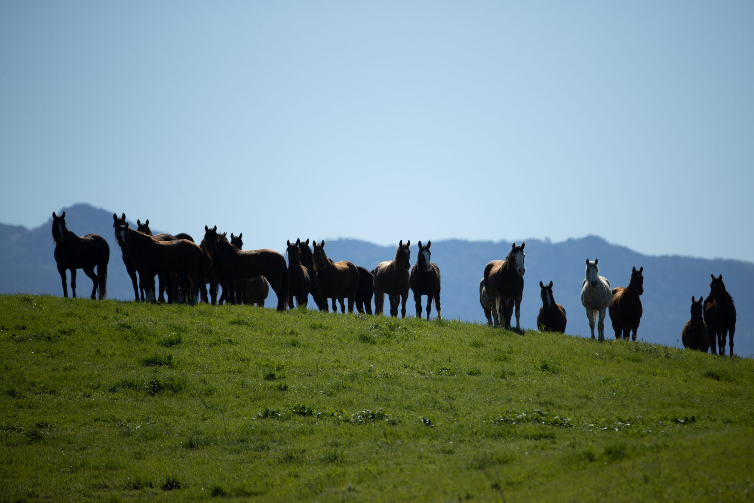 Black Jack and Freedom group high up on the hill