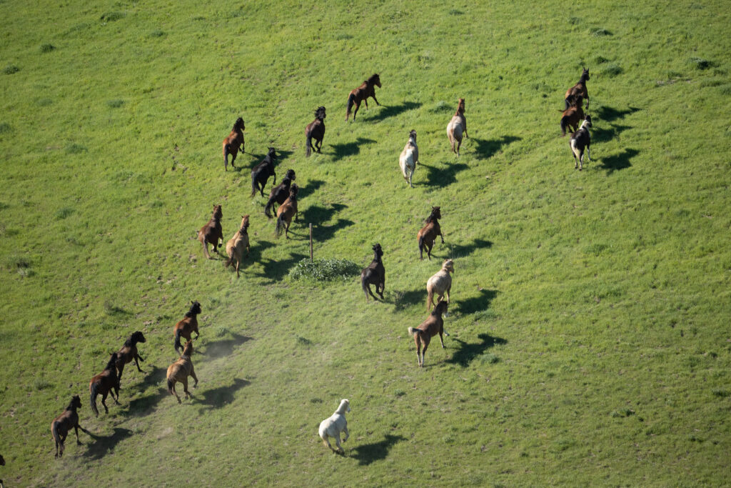 Black Jack and Freedom groups running