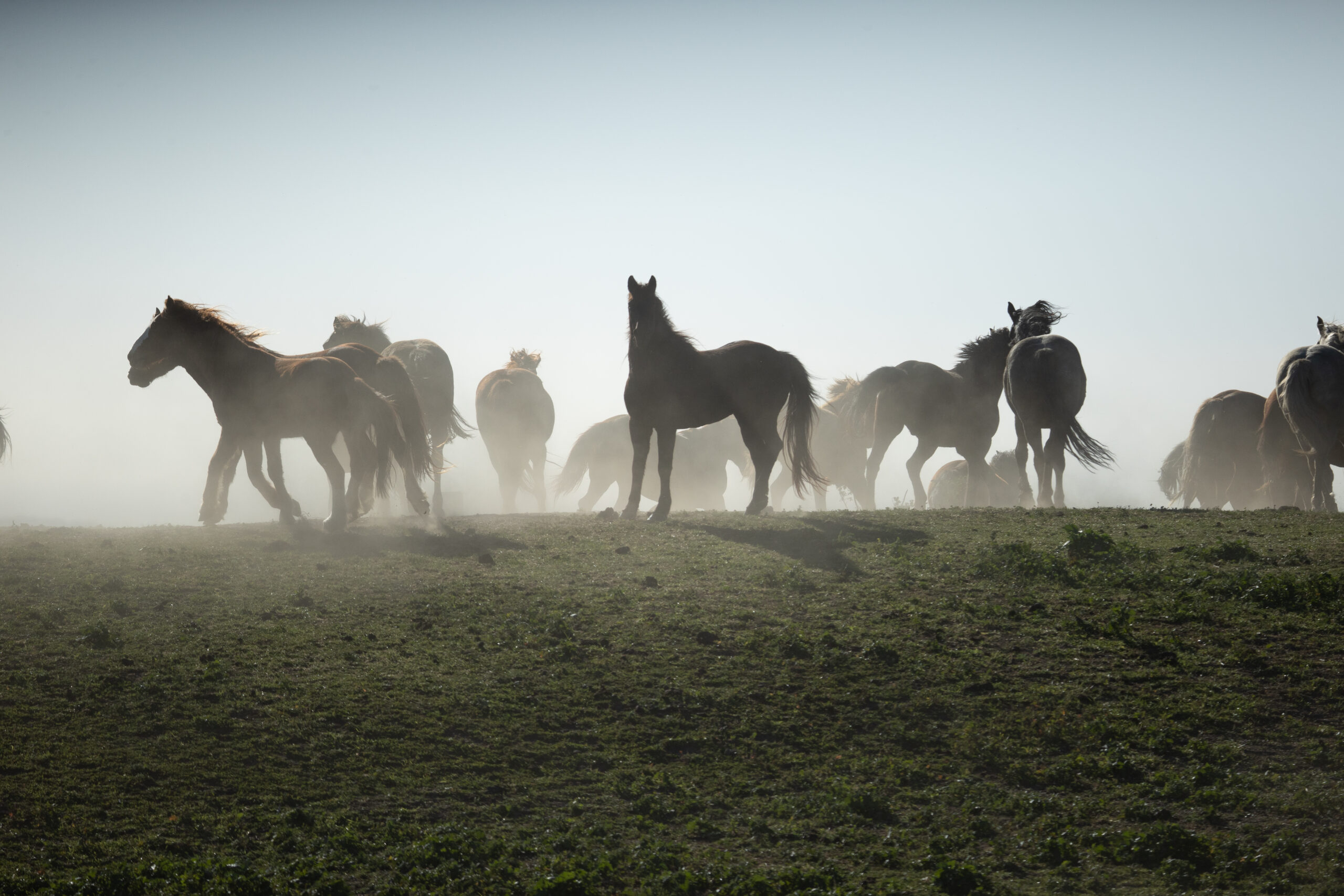 One of the "Bad Boys" looking right at us to see if we are coming with the feed truck ;)
