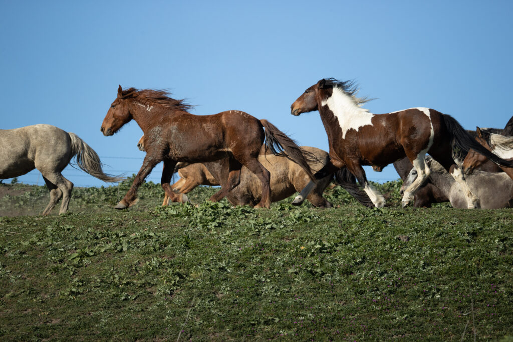 Blue's family on the move