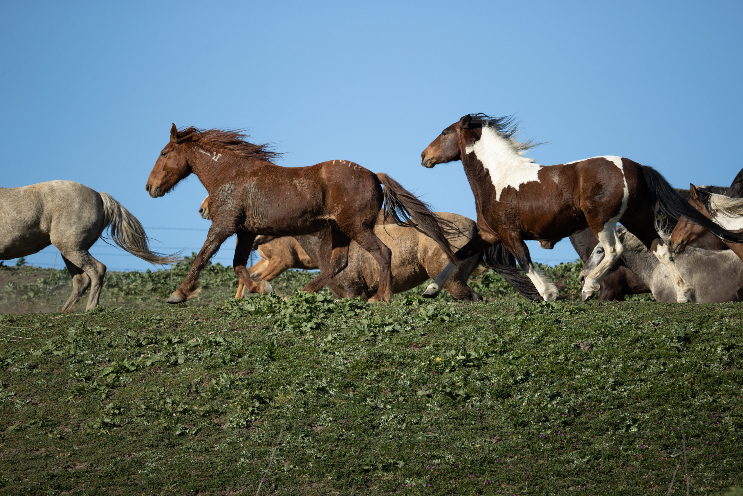 Blue's family on the move