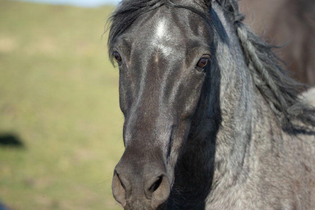 "Blue" ... a 6 year old mustang gelding