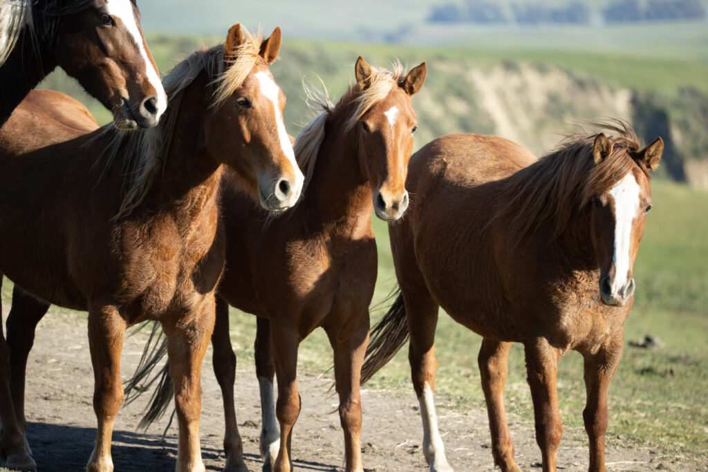"Mel Bel" and some friends