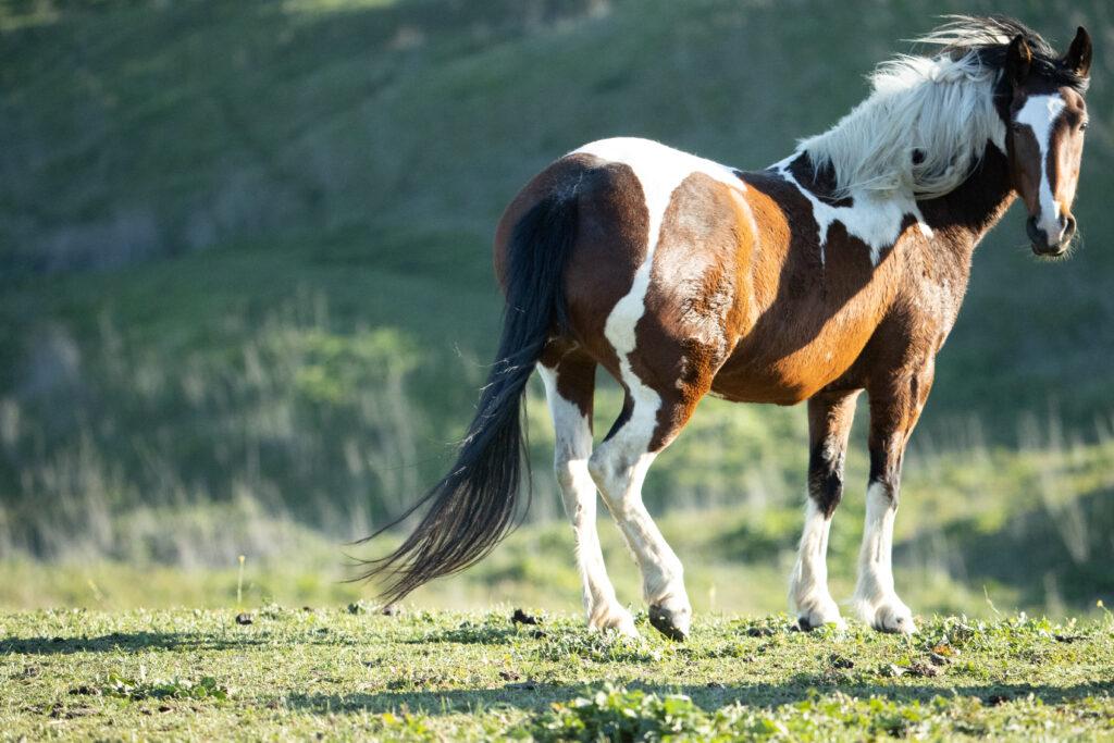 Beautiful painted mare "Argentina"