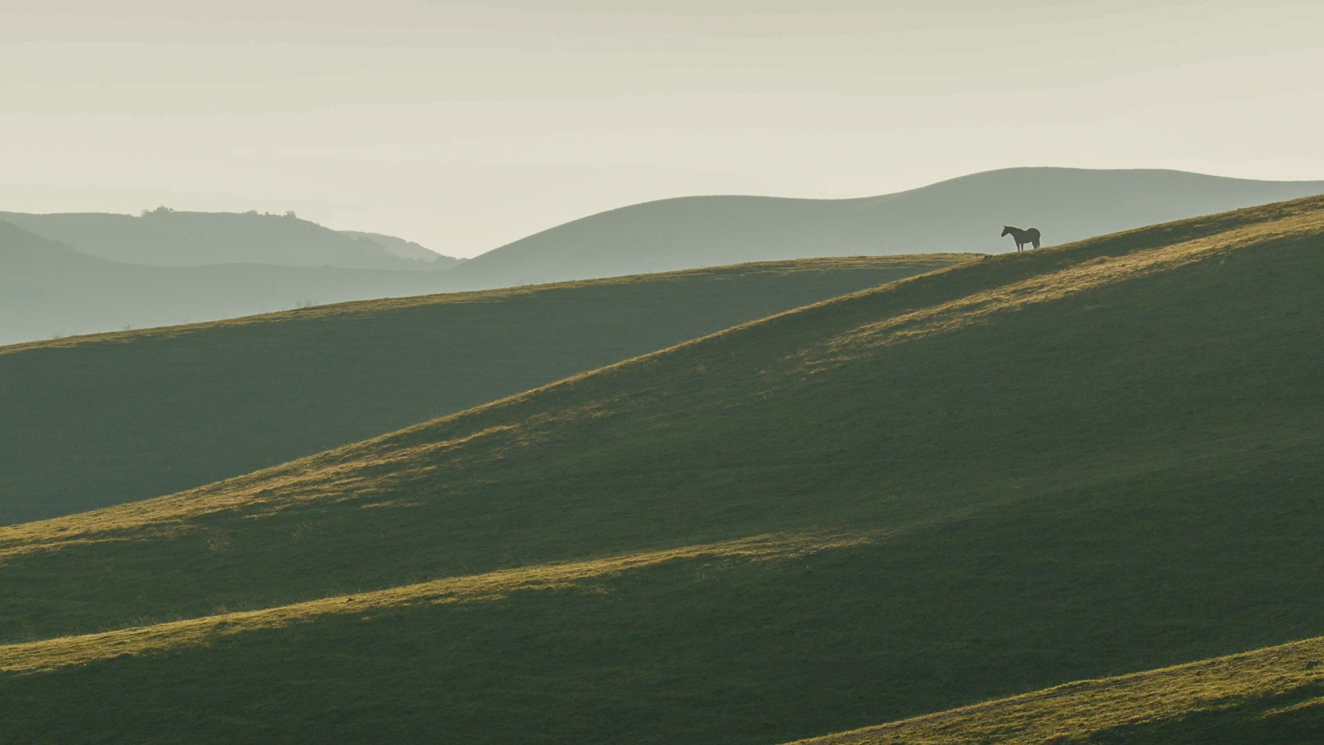A lone horse on the hill, enjoying the last few minutes of daylight.