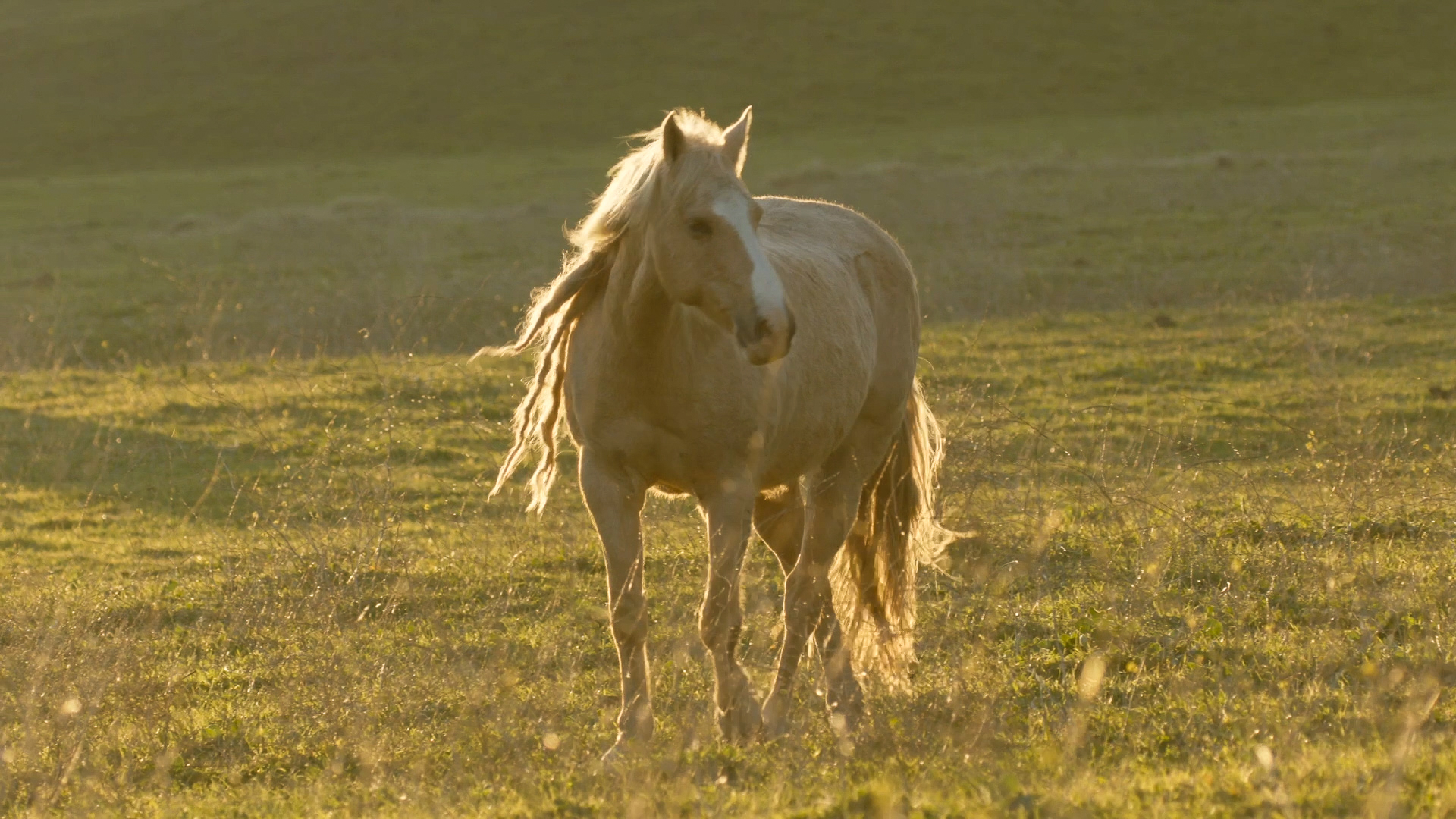 Beautiful and wild "Lola"