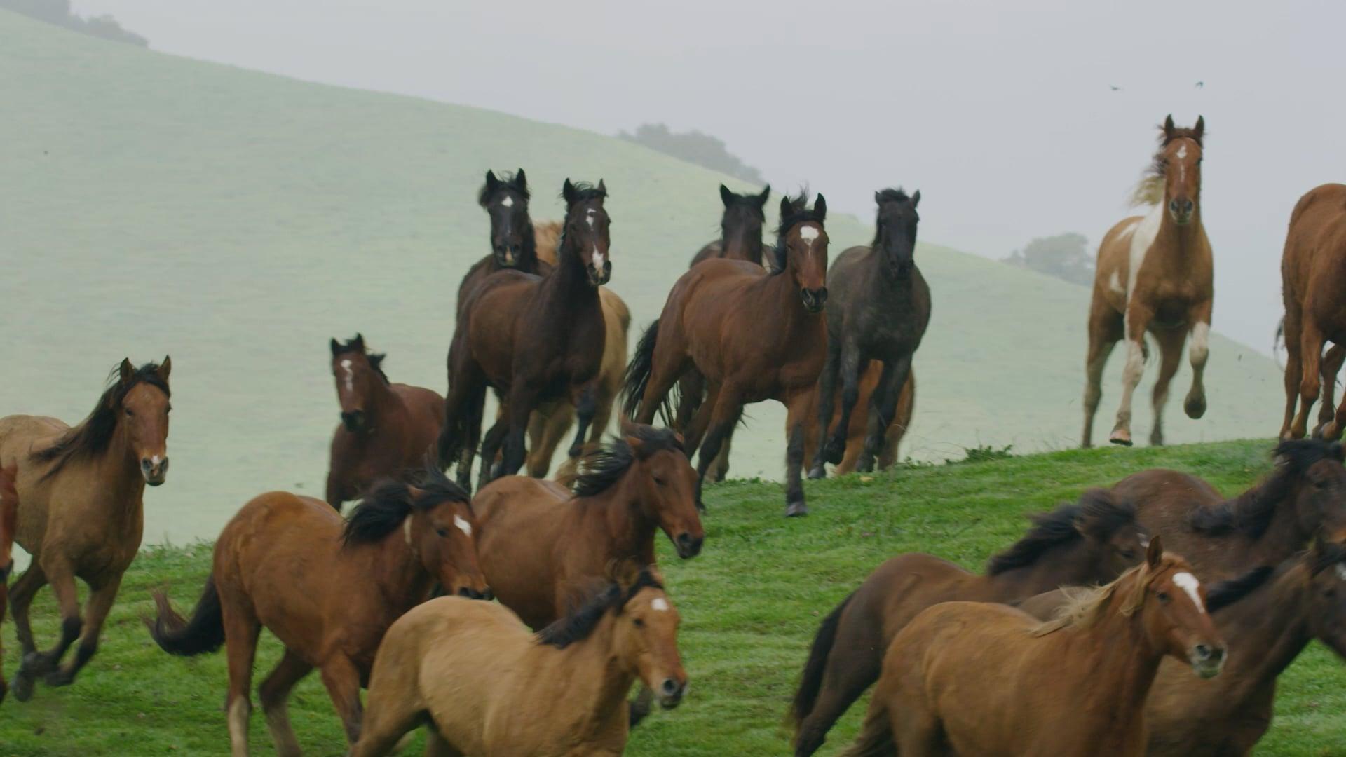 Running herd of horses