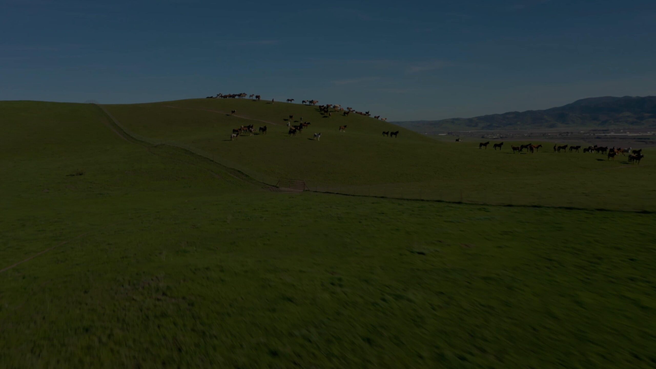 Horses along the horizon of green hill