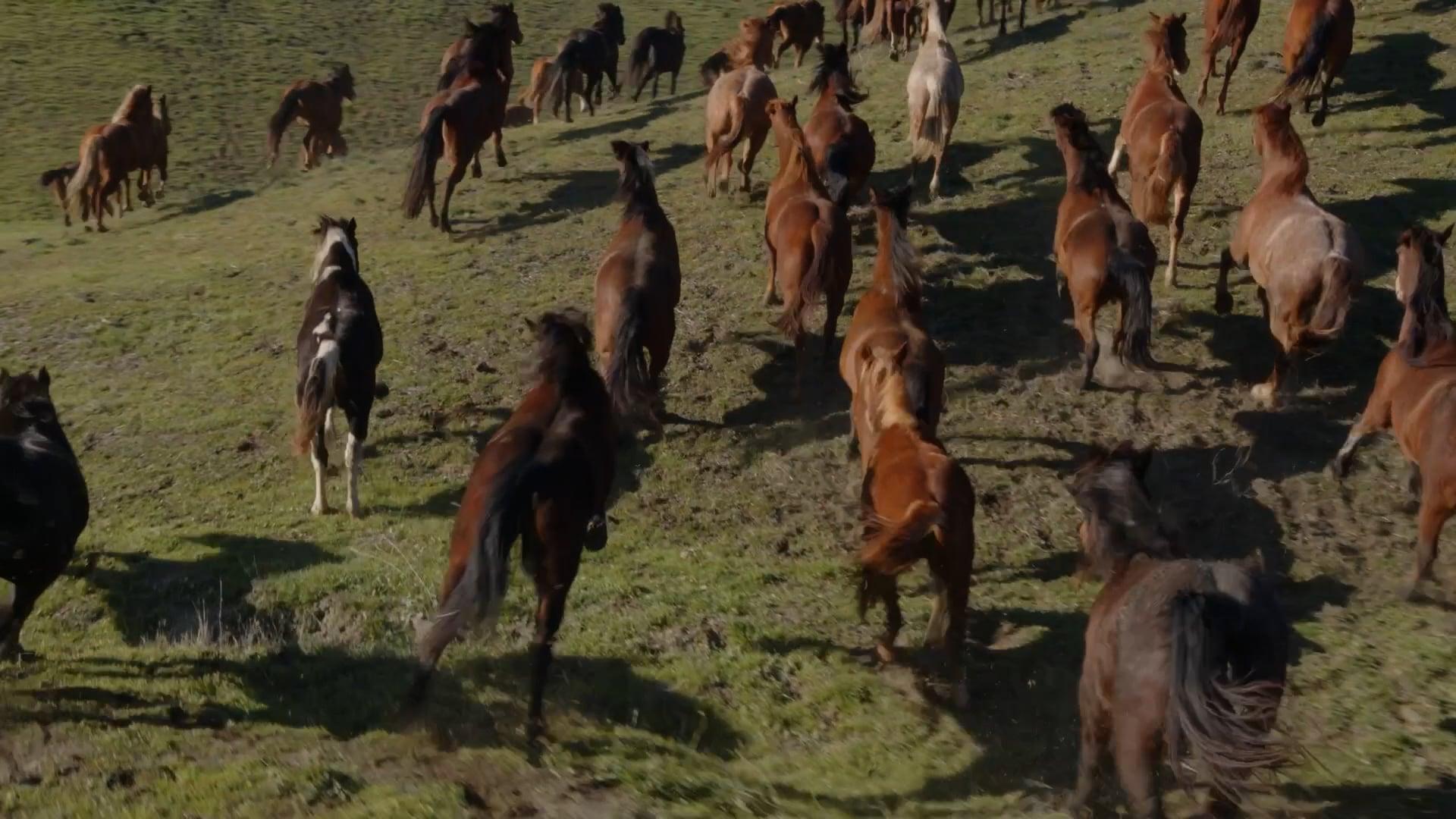 larger herd of free running horses