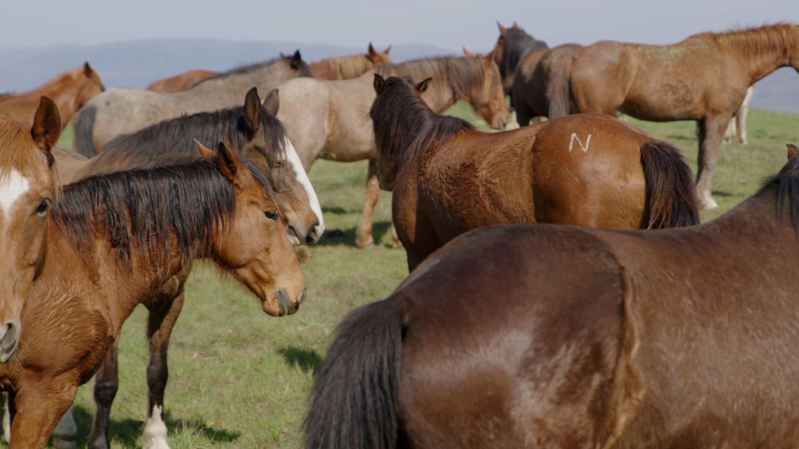 Herd of horses on open pasture