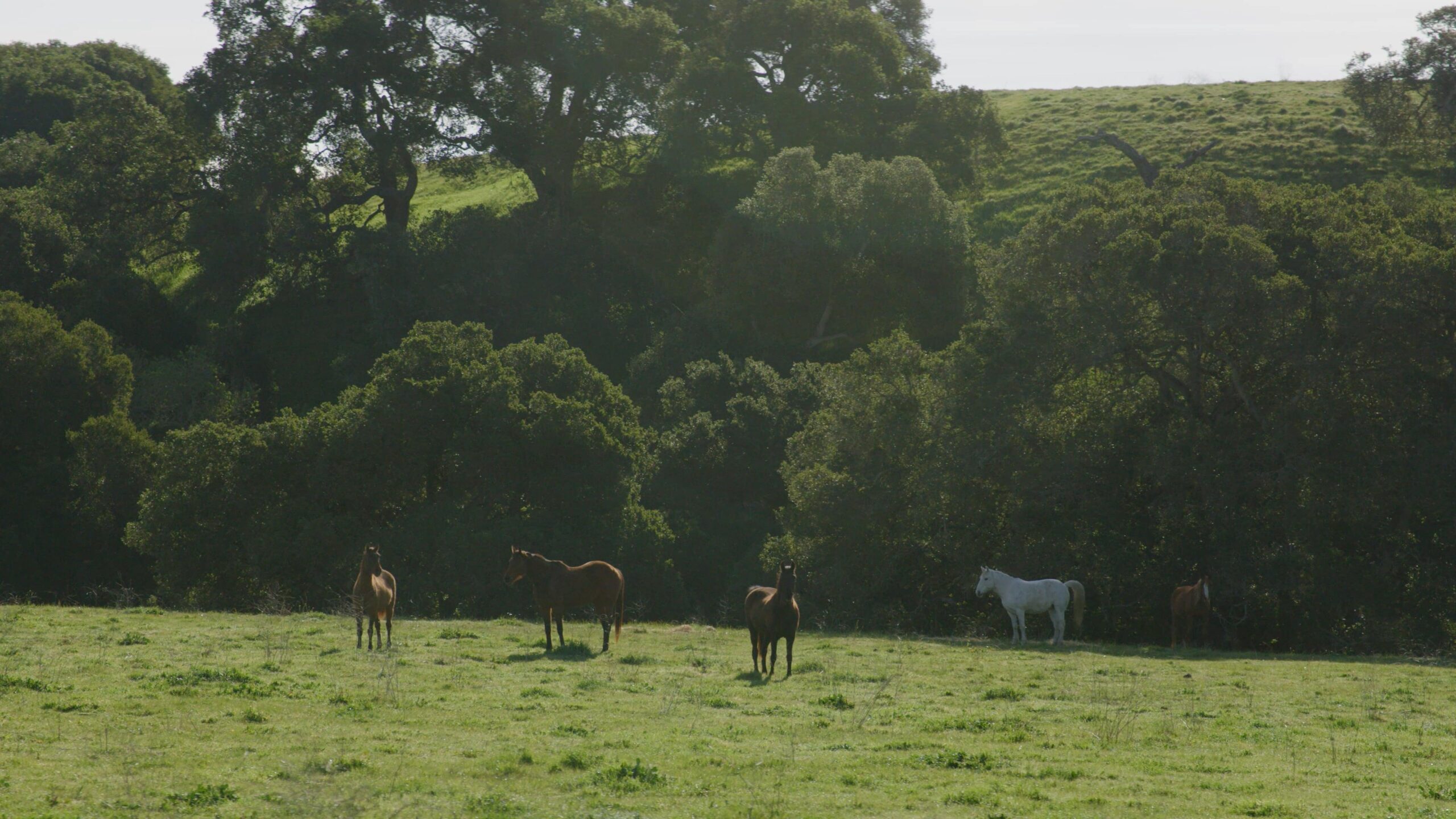 Four horses on a green pasture