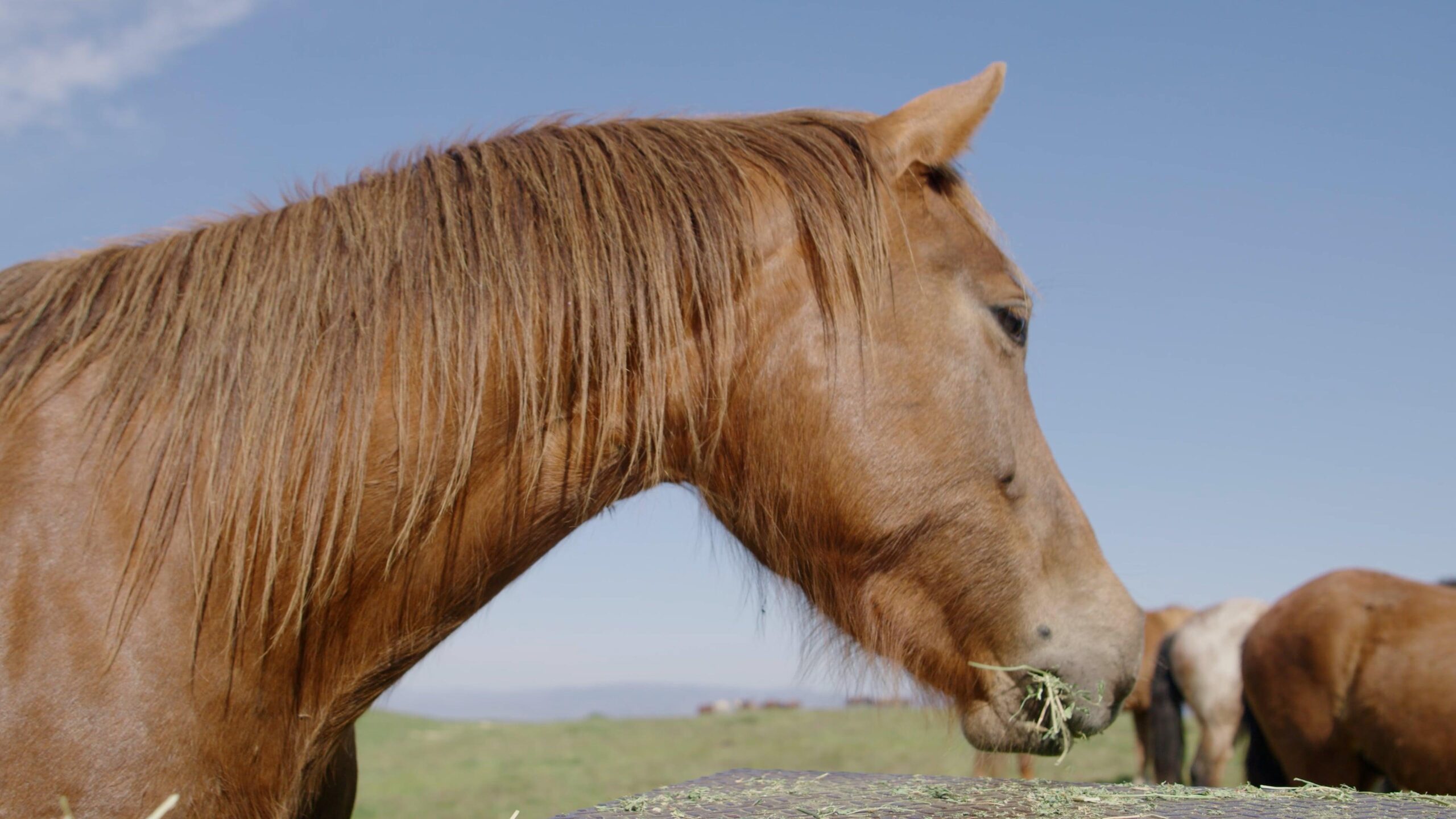 Light brown horse eating grass